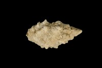 藏品(白結螺)的圖片